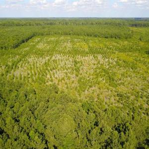 Photo of 297 Acres of Timber and Hunting Land For Sale in Gates County NC and Suffolk VA!