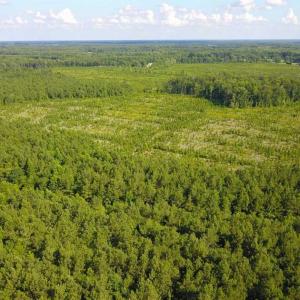 Photo of 297 Acres of Timber and Hunting Land For Sale in Gates County NC and Suffolk VA!