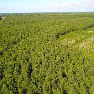 Photo of 297 Acres of Timber and Hunting Land For Sale in Gates County NC and Suffolk VA!