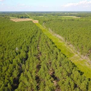 Photo of 297 Acres of Timber and Hunting Land For Sale in Gates County NC and Suffolk VA!