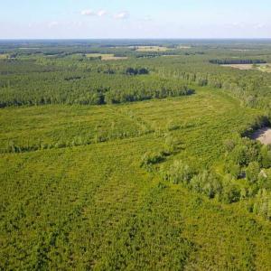 Photo of 297 Acres of Timber and Hunting Land For Sale in Gates County NC and Suffolk VA!