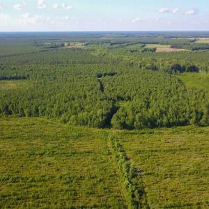 Photo of 297 Acres of Timber and Hunting Land For Sale in Gates County NC and Suffolk VA!