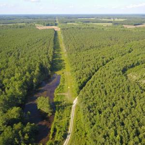 Photo of 297 Acres of Timber and Hunting Land For Sale in Gates County NC and Suffolk VA!