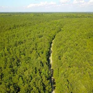 Photo of 297 Acres of Timber and Hunting Land For Sale in Gates County NC and Suffolk VA!