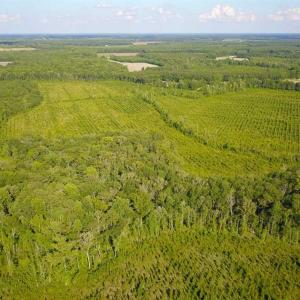 Photo of 297 Acres of Timber and Hunting Land For Sale in Gates County NC and Suffolk VA!