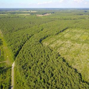 Photo of 297 Acres of Timber and Hunting Land For Sale in Gates County NC and Suffolk VA!
