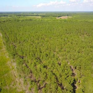 Photo of 297 Acres of Timber and Hunting Land For Sale in Gates County NC and Suffolk VA!