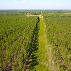 Photo of 297 Acres of Timber and Hunting Land For Sale in Gates County NC and Suffolk VA!