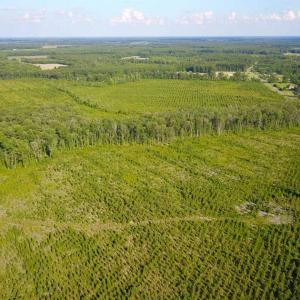 Photo of 297 Acres of Timber and Hunting Land For Sale in Gates County NC and Suffolk VA!