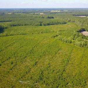 Photo of 297 Acres of Timber and Hunting Land For Sale in Gates County NC and Suffolk VA!