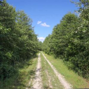 Photo of 297 Acres of Timber and Hunting Land For Sale in Gates County NC and Suffolk VA!