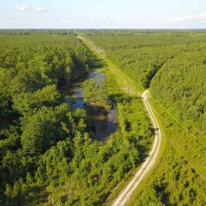 Photo of 297 Acres of Timber and Hunting Land For Sale in Gates County NC and Suffolk VA!
