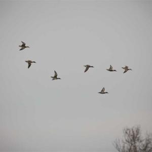 Photo of 564 Acres of Hunting Land For Sale in Hyde County NC!