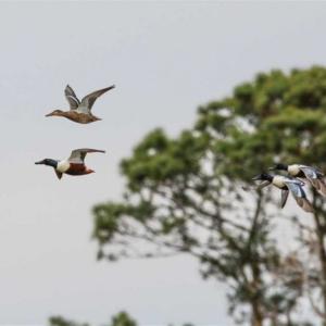 Photo of 564 Acres of Hunting Land For Sale in Hyde County NC!