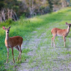Photo of 564 Acres of Hunting Land For Sale in Hyde County NC!