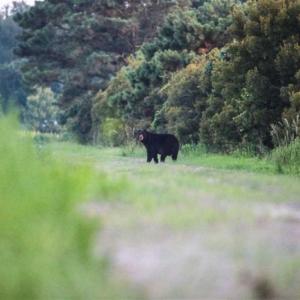 Photo of 564 Acres of Hunting Land For Sale in Hyde County NC!