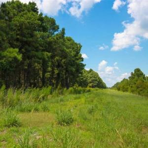 Photo of 564 Acres of Hunting Land For Sale in Hyde County NC!