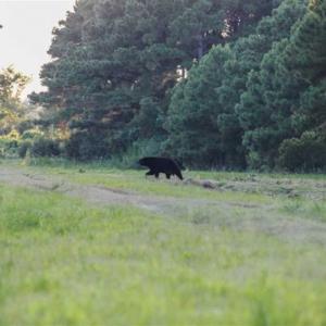 Photo of 564 Acres of Hunting Land For Sale in Hyde County NC!