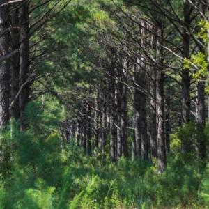 Photo of 564 Acres of Hunting Land For Sale in Hyde County NC!
