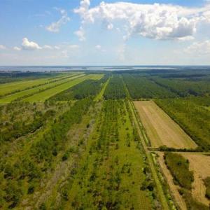 Photo of 564 Acres of Hunting Land For Sale in Hyde County NC!