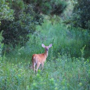Photo of 564 Acres of Hunting Land For Sale in Hyde County NC!