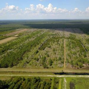 Photo of 564 Acres of Hunting Land For Sale in Hyde County NC!