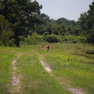Photo of 564 Acres of Hunting Land For Sale in Hyde County NC!