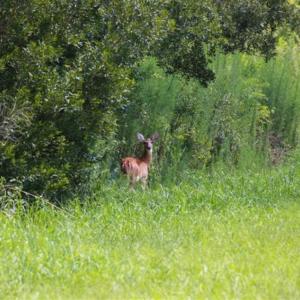 Photo of 564 Acres of Hunting Land For Sale in Hyde County NC!