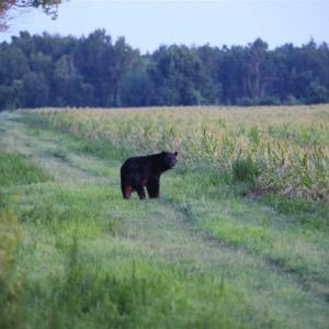 Photo of 564 Acres of Hunting Land For Sale in Hyde County NC!