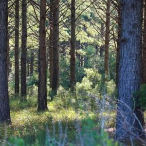Photo of 564 Acres of Hunting Land For Sale in Hyde County NC!