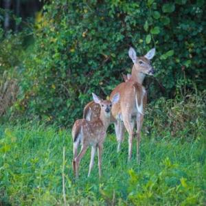 Photo of 564 Acres of Hunting Land For Sale in Hyde County NC!