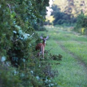 Photo of 564 Acres of Hunting Land For Sale in Hyde County NC!