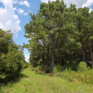 Photo of 564 Acres of Hunting Land For Sale in Hyde County NC!