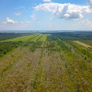 Photo of 564 Acres of Hunting Land For Sale in Hyde County NC!