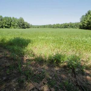 Photo of 200 Acres of Hunting Timberland and Agriculture Land For Sale with Pond in Warren County NC!