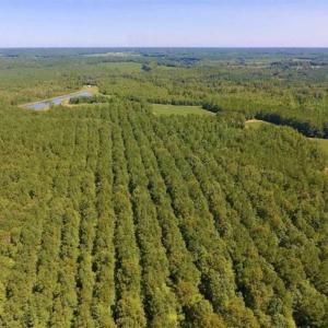 Photo of 200 Acres of Hunting Timberland and Agriculture Land For Sale with Pond in Warren County NC!