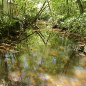 Photo of 200 Acres of Hunting Timberland and Agriculture Land For Sale with Pond in Warren County NC!