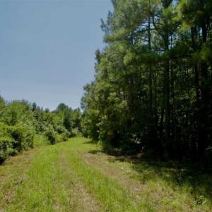 Photo of 200 Acres of Hunting Timberland and Agriculture Land For Sale with Pond in Warren County NC!