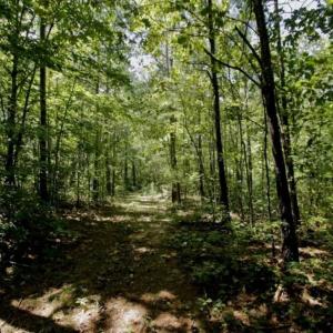 Photo of 200 Acres of Hunting Timberland and Agriculture Land For Sale with Pond in Warren County NC!