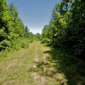 Photo of 200 Acres of Hunting Timberland and Agriculture Land For Sale with Pond in Warren County NC!