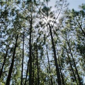 Photo of 200 Acres of Hunting Timberland and Agriculture Land For Sale with Pond in Warren County NC!