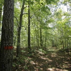 Photo of 200 Acres of Hunting Timberland and Agriculture Land For Sale with Pond in Warren County NC!