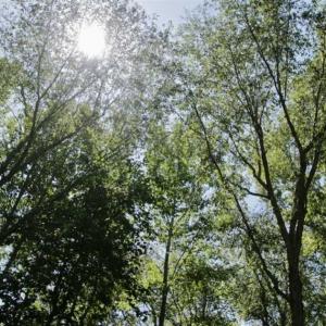 Photo of 200 Acres of Hunting Timberland and Agriculture Land For Sale with Pond in Warren County NC!