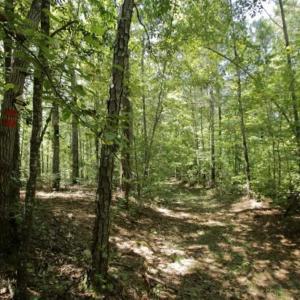 Photo of 200 Acres of Hunting Timberland and Agriculture Land For Sale with Pond in Warren County NC!