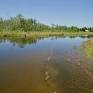 Photo of 200 Acres of Hunting Timberland and Agriculture Land For Sale with Pond in Warren County NC!
