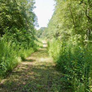 Photo of 200 Acres of Hunting Timberland and Agriculture Land For Sale with Pond in Warren County NC!