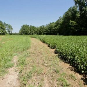 Photo of 200 Acres of Hunting Timberland and Agriculture Land For Sale with Pond in Warren County NC!