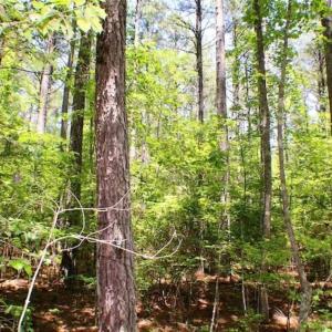 Photo of SOLD!!  5 Acres of Residential Land For Sale in Dinwiddie County VA!