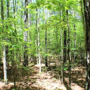 Photo of SOLD!!  5 Acres of Residential Land For Sale in Dinwiddie County VA!