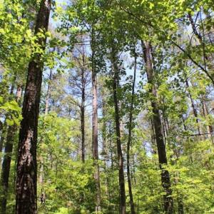 Photo of SOLD!!  5 Acres of Residential Land For Sale in Dinwiddie County VA!